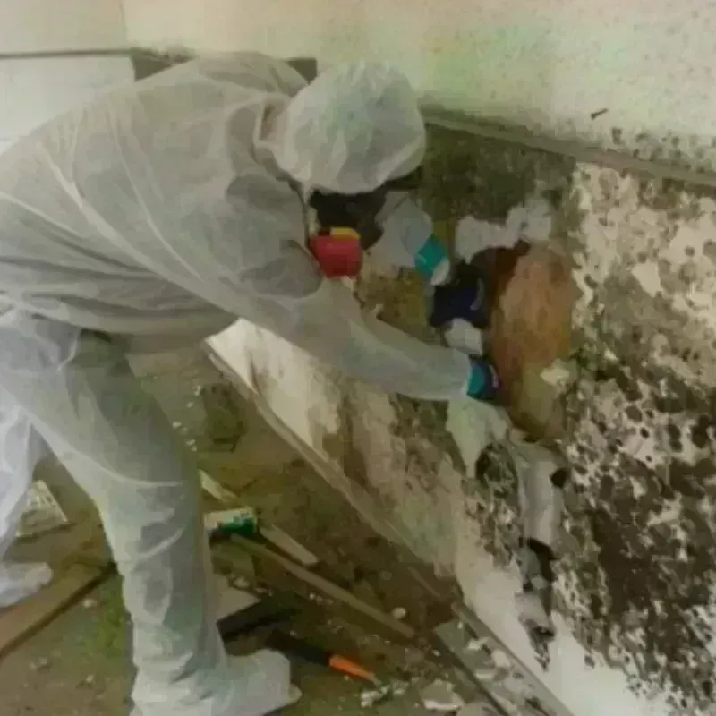 Mold Remediation and Removal in Saint Marys, KS